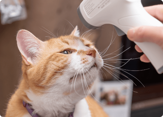 キャットシッターが猫のお世話をする様子