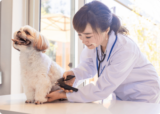 ドッグシッターが犬のお世話をする様子