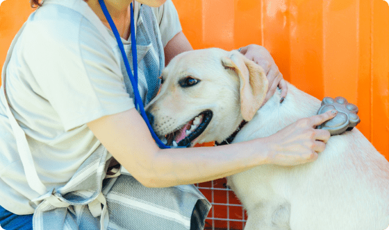 ペットシッターが犬をブラッシングのお世話をしている様子