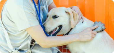 ペットシッターが犬をブラッシングのお世話をしている様子