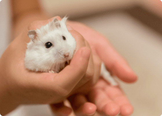 ペットシッターが小動物（爬虫類やインコ、ハムスター、うさぎなど）のお世話をする様子