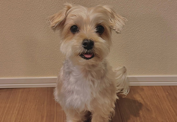 犬のお世話＆お散歩代行プランのエリアでペットシッターをご依頼いただいたお客様の口コミ