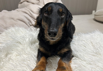 犬のお世話＆お散歩代行プランのエリアでペットシッターをご依頼いただいたお客様の口コミ