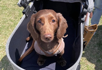 犬のお世話＆お散歩代行プランのエリアでペットシッターをご依頼いただいたお客様の口コミ