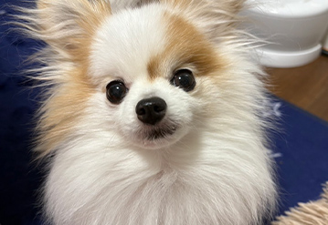 犬のお世話だけプランのエリアでペットシッターをご依頼いただいたお客様の口コミ