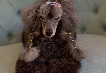 犬のお世話だけプランのエリアでペットシッターをご依頼いただいたお客様の口コミ