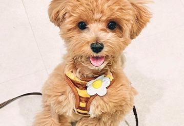 犬のお世話＆お散歩代行プランのエリアでペットシッターをご依頼いただいたお客様の口コミ